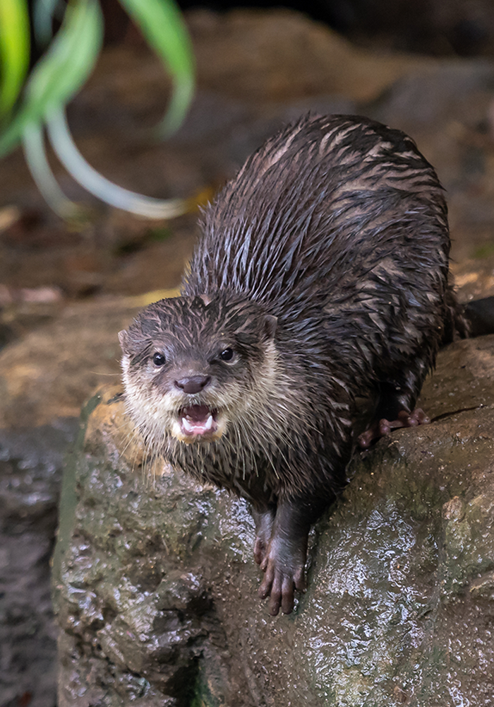 <h2>Meet Jason the Otter</h2>