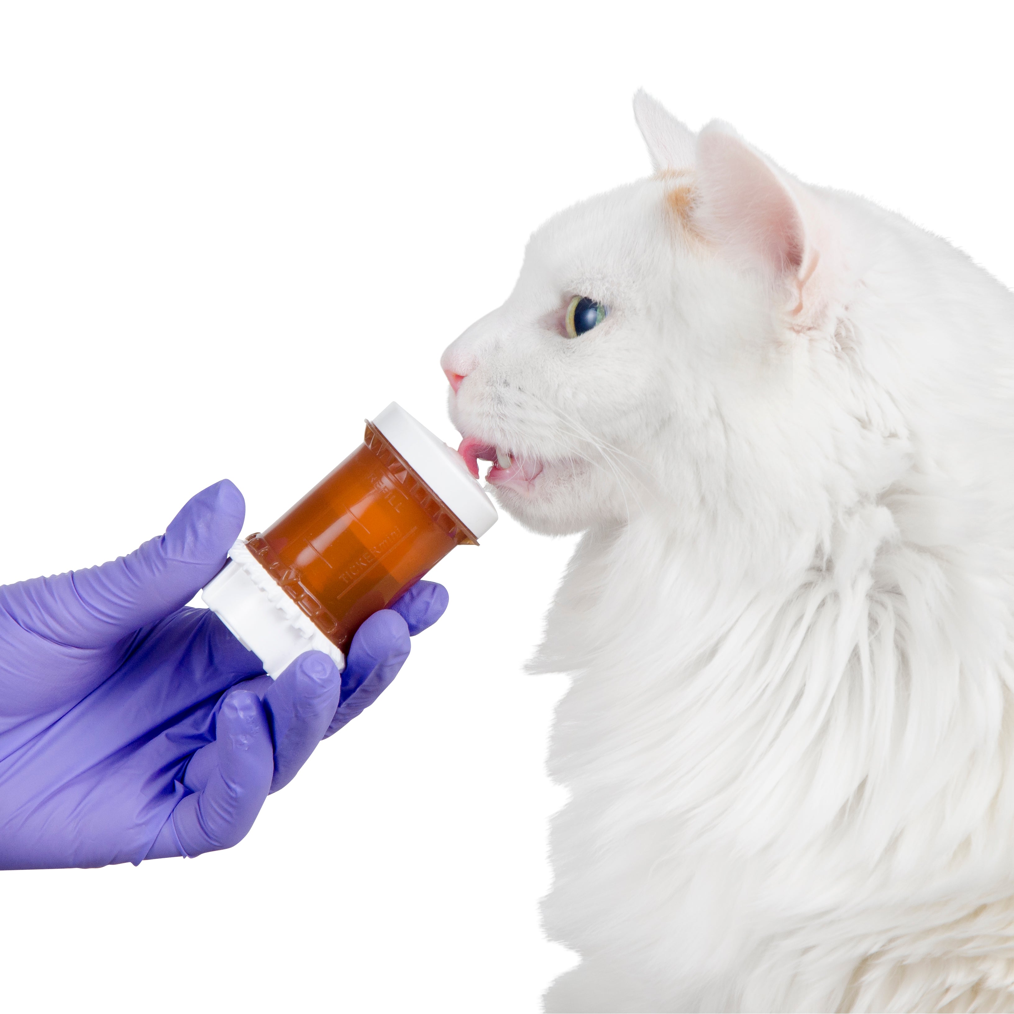 GS-441524 For the Treatment of Feline Infectious Peritonitis (FIP)