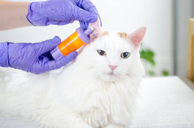 Banner image for: <h3>PET MEDICATIONS</h3>