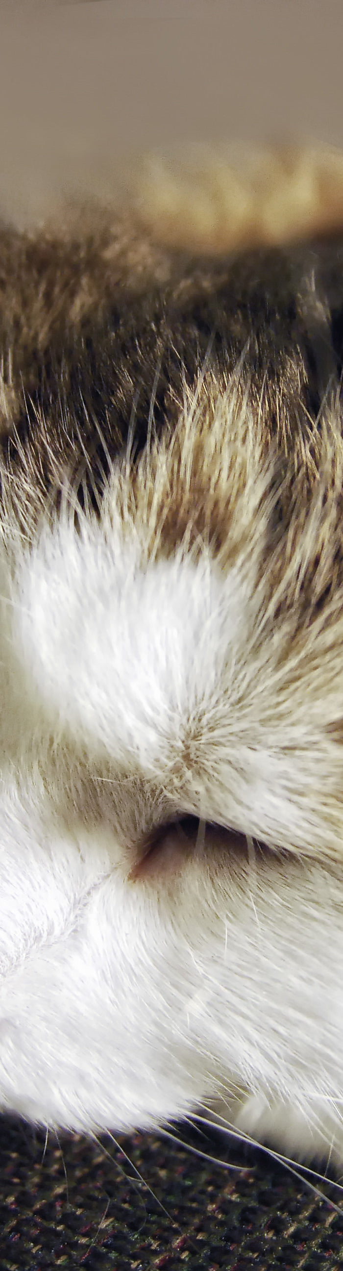 <h1>GS-441524 (FIP TREATMENT)</h1>